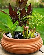 Image result for Container Water Garden