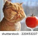 Image result for Cooking Funny Cats