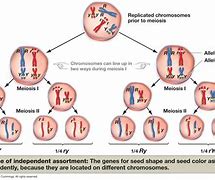 Image result for What Happens during Crossing Over in Meiosis