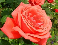 Image result for Best Hybrid Tea Roses