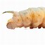 Image result for Largest Caterpillar