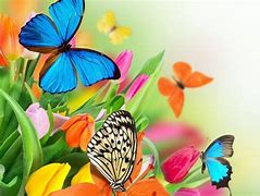 Image result for Colorful Butterfly Desktop