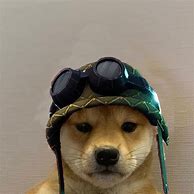 Image result for 1080X1080 Dog with Hat