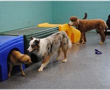 Image result for Dog Daycare Ideas