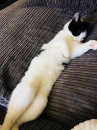 Image result for Cat That's Just Chillin