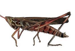 Image result for Cricket Insect