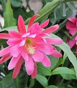 Image result for Orchid Cactus