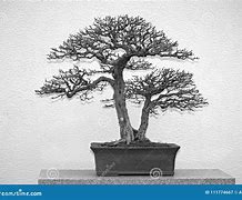 Image result for Bonsai Tree Black and White