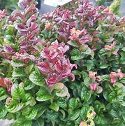 Image result for Leucothoe axillaris Curly Red