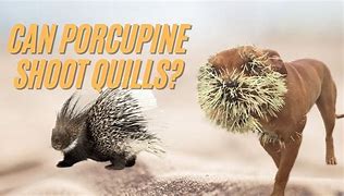Image result for Porcupine with Quills Out