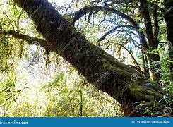 Image result for Magestic Vistaic Moss