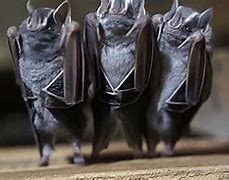 Image result for Funny Bat Pics