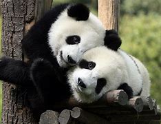 Image result for Panda Family