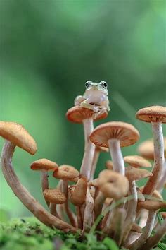 Pin by 小久保 紀子 on カエル | Cute reptiles, Cute frogs, Cute little animals