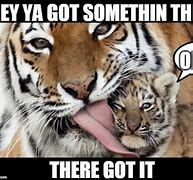 Image result for Tiger Cub Meme