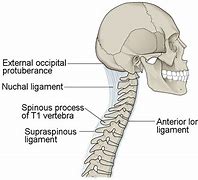 Image result for Spinal Column with Vertebrae