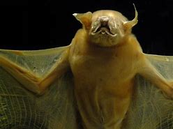 Image result for Bulldog Bat Claws