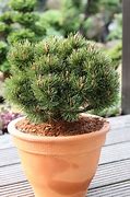 Image result for Pinus uncinata Heideperle