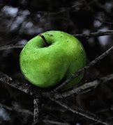 Image result for Poisoned Apple