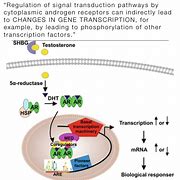 Image result for Signal Transduction Meme