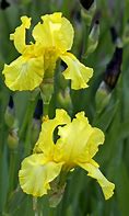 Image result for Iris Harvest of Memories (Germanica-Group)