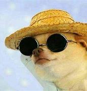 Image result for Animal with Glasses Meme