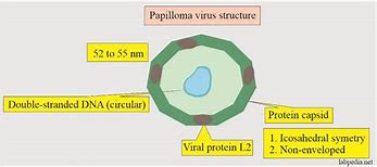 Image result for Papilloma Wart Virus