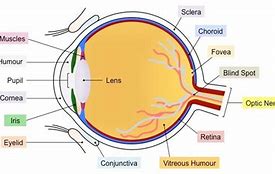 Image result for Eye Muscle Anatomy