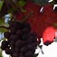 Image result for Vitis vinifera Purpurea