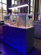 Image result for Lagoon Reef Tank