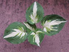 Image result for Hosta Christmas Island