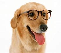 Image result for Funny Dogs Wearing Glasses