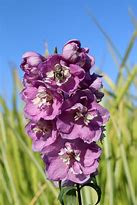 Image result for Delphinium pacific Astolat