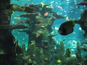Image result for Underwater Coral Reef Cave