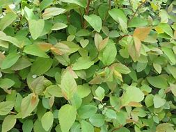 Image result for Spiraea japonica DOUBLE PLAY BLUE KAZOO