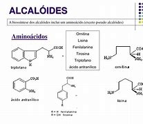 Image result for alcaloodeo