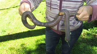 Image result for Largest Worm Ever Found