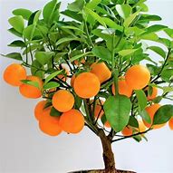 Image result for Clementine Orange Tree