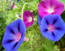 Image result for 33 Days to Morning Glory Book