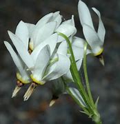 Image result for Dodecatheon meadia Album