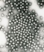 Image result for Research On HPV