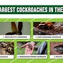 Image result for World's Biggest Cockroach