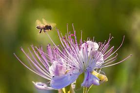 Image result for Hovering Bee