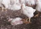 Image result for Factory Farming