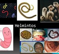 Image result for helminto