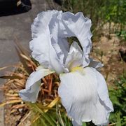 Image result for Iris germanica Cliffs of Dover