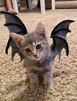 Image result for Cute Bat Cat