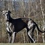 Image result for Great Dane Dachshund