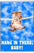 Image result for Hanging Cat Meme