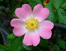 Image result for Rosa canina